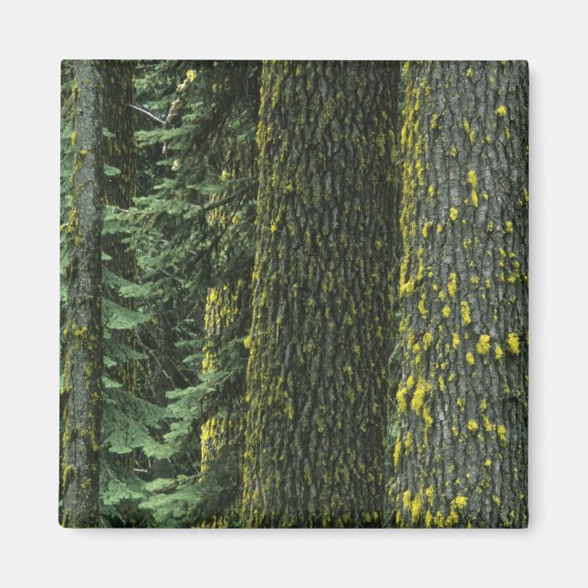 Mt. Ashland, Rogue RIver National Forest, Magnet (Front)