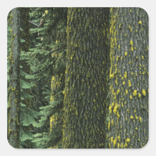 Mt. Ashland, Rogue RIver National Forest, Square Sticker