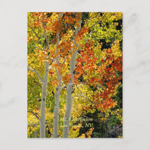 Mt. Charleston, Las Vegas, NV Aspens Postcard