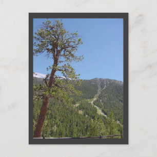 Mt Charleston Postcard