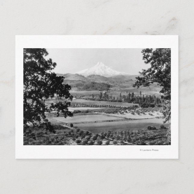 Mt. Hood from Hood River Valley Photograph Postcard (Front)