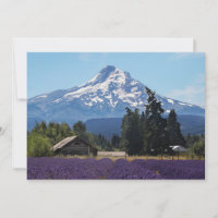 Mt Hood Lavender Fields Blank Card