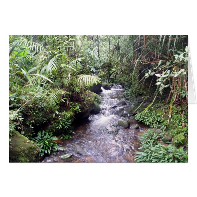 mt kinabalu creek (Front Horizontal)
