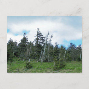 Mt. Mitchell Postcard