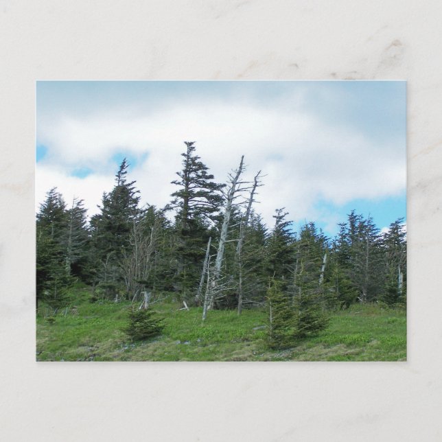 Mt. Mitchell Postcard (Front)