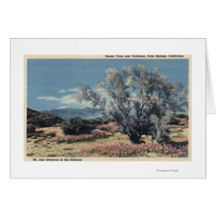 Mt. San Gorgonio View, Smoke Trees