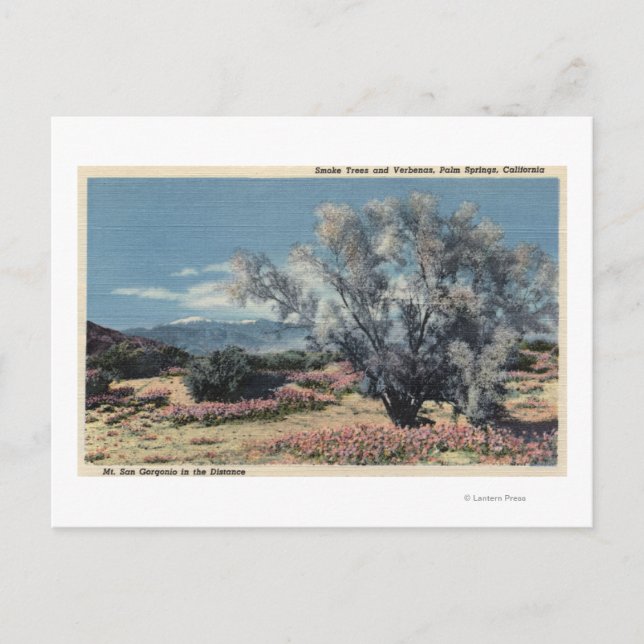 Mt. San Gorgonio View, Smoke Trees Postcard (Front)