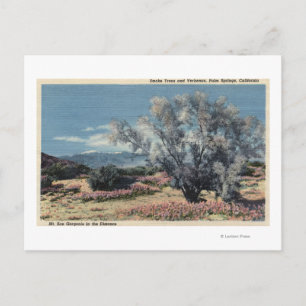 Mt. San Gorgonio View, Smoke Trees Postcard