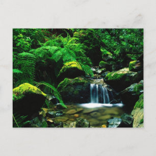 Mt. Tamalpais State Park, CA Postcard