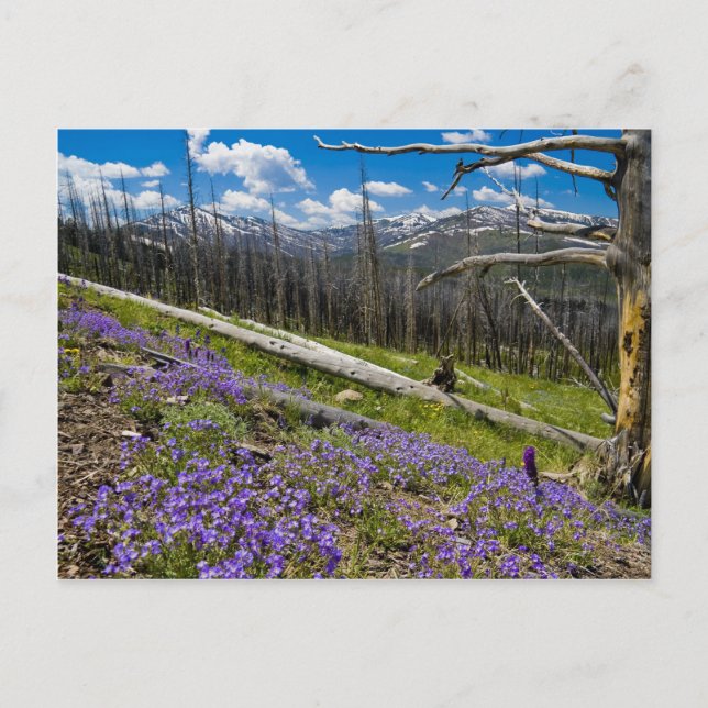 Mt. Washburn Postcard (Front)