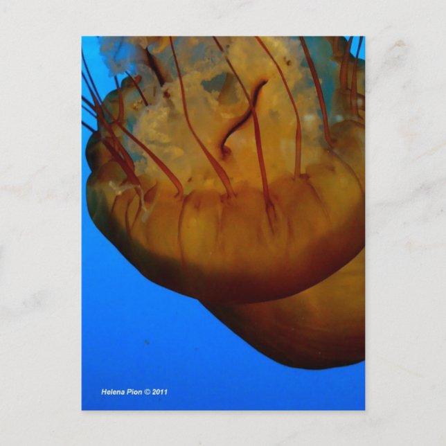 MTV 1 POSTCARD (Front)