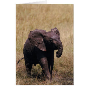 Muddy Baby Elephant