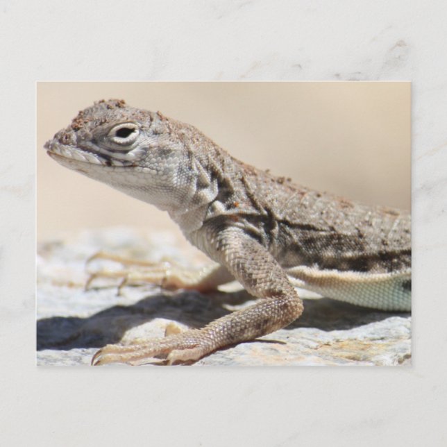 Muddy Lizard Postcard (Front)