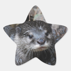 Muddy Otter Star Sticker