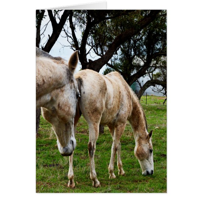 Muddy White Horses, (Front)