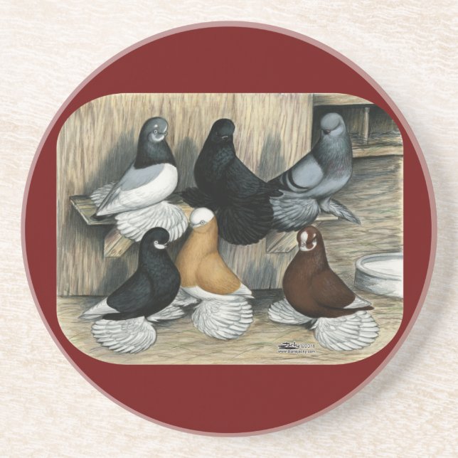 Muffed Tumbler Pigeons Coaster (Front)