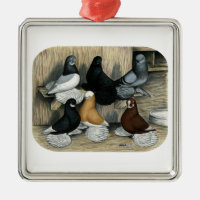 Muffed Tumbler Pigeons