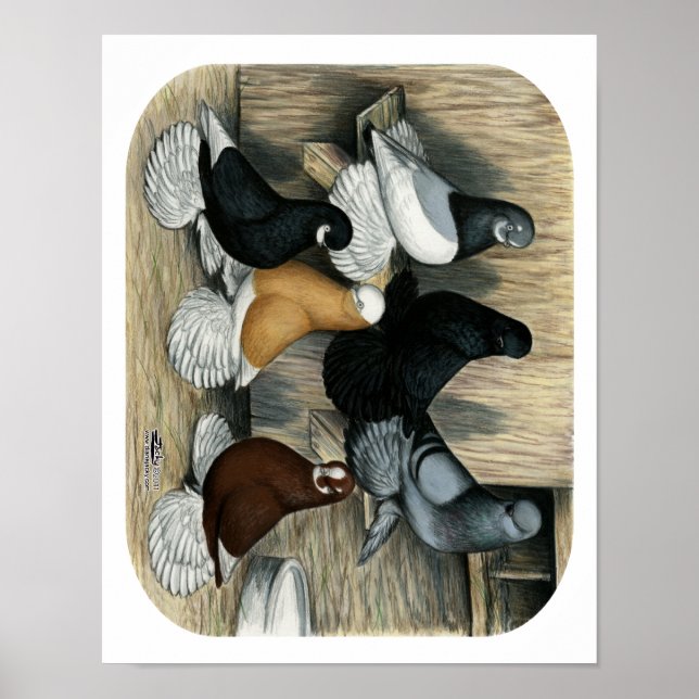 Muffed Tumbler Pigeons Poster (Front)