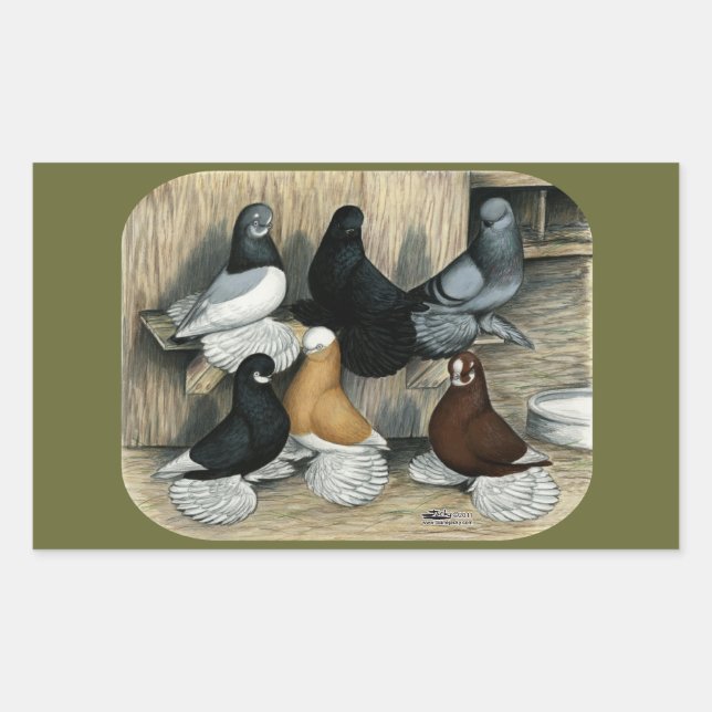 Muffed Tumbler Pigeons Rectangular Sticker (Front)