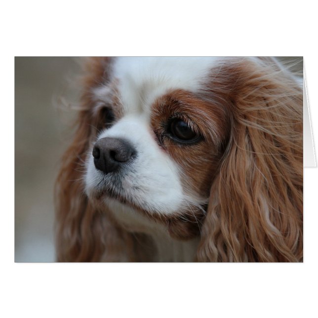 Muffin a Blenheim Cavalier King Chalres Spaniel. (Front Horizontal)