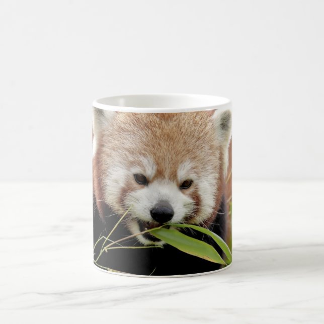 Mug Photo red panda , animals . (Center)