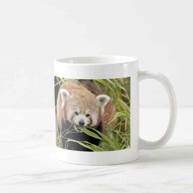 Mug Photo red panda , animals 0397. (Right)