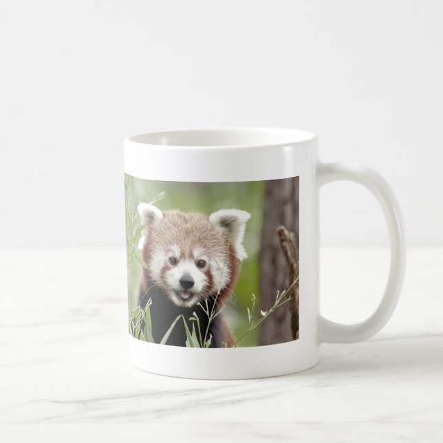 Mug Photo red panda , animals 0400. (Right)
