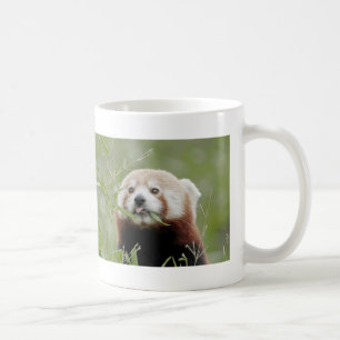 Mug Photo red panda , animals 0401.