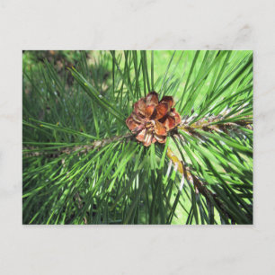 Mugo Pine Postcard