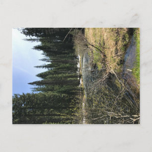 Muir Creek, Oregon Postcard