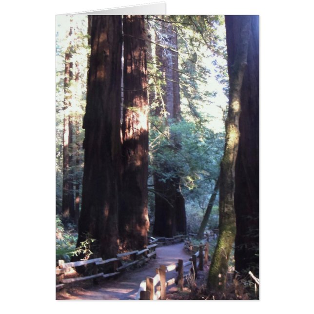 Muir Woods (Front)
