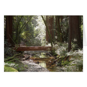 Muir Woods Bridge II