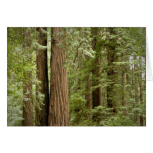 Muir Woods National Monument, Northern