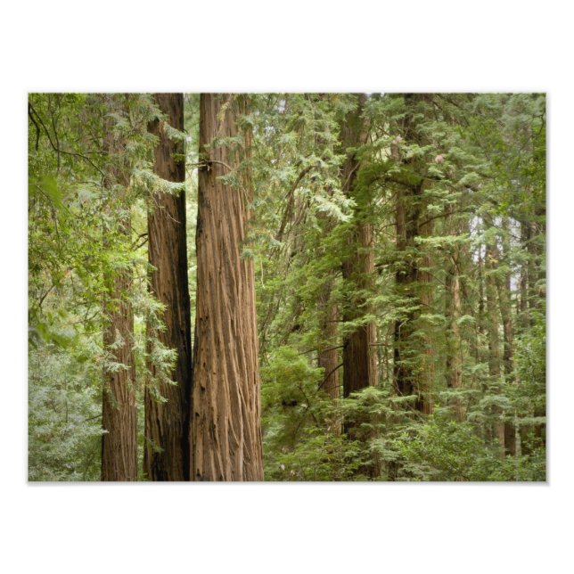 Muir Woods National Monument, Northern Photo Print (Front)