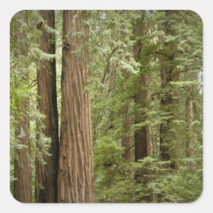 Muir Woods National Monument, Northern Square Sticker