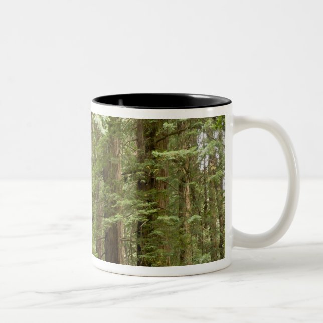 Muir Woods National Monument, Northern Two-Tone Coffee Mug (Right)