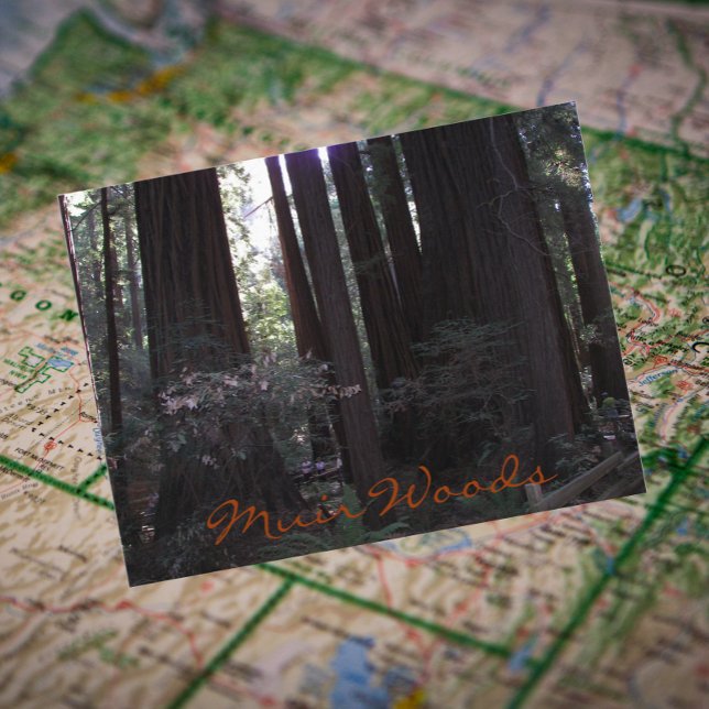 Muir Woods National Monument Travel Photo Postcard (In Situ Map)