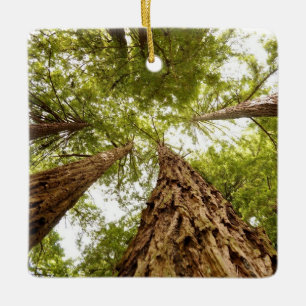 Muir Woods ornament
