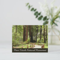 Muir Woods Path I Nature Photography