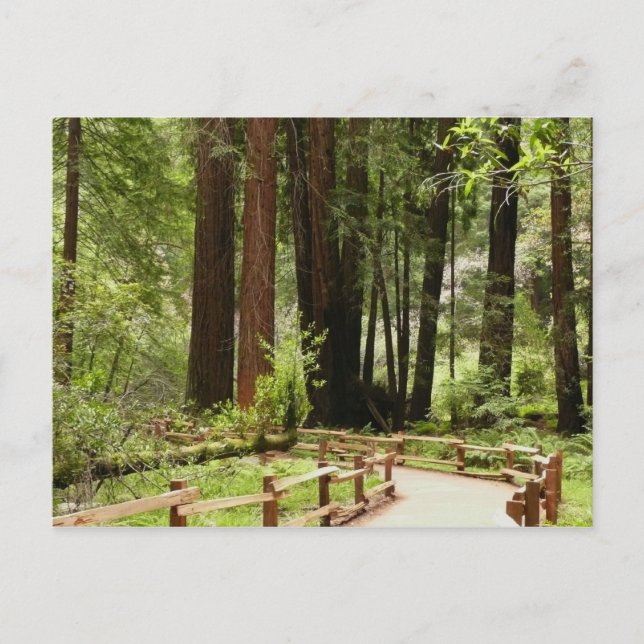 Muir Woods Path I Nature Photography Postcard (Front)