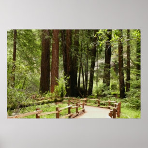 Muir Woods Path I Nature Photography Poster
