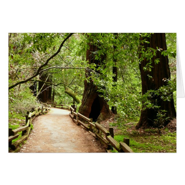 Muir Woods Path II Nature Photography (Front Horizontal)