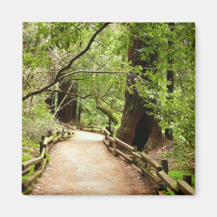 Muir Woods Path II Nature Photography Magnet