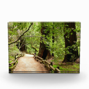Muir Woods Path II Nature Photography Photo Block