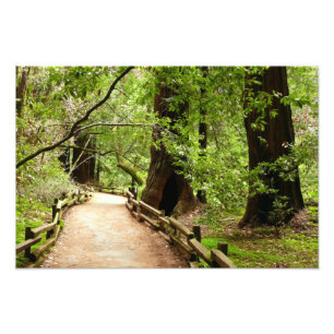 Muir Woods Path II Nature Photography Photo Print