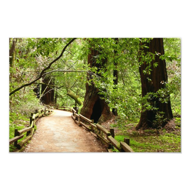 Muir Woods Path II Nature Photography Photo Print (Front)