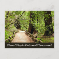 Muir Woods Path II Nature Photography