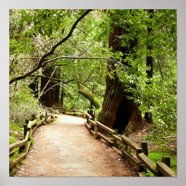 Muir Woods Path II Nature Photography Poster (Front)