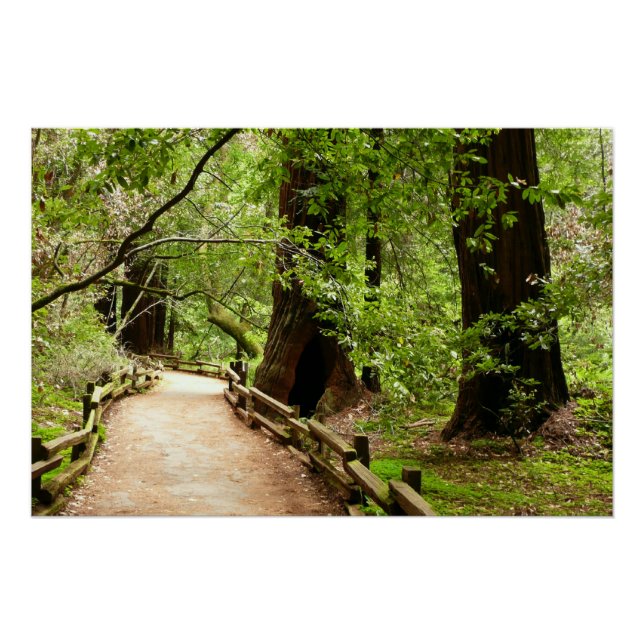 Muir Woods Path II Nature Photography Poster (Front)