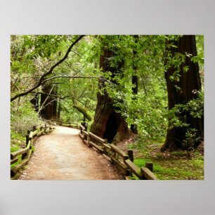 Muir Woods Path II Nature Photography Poster